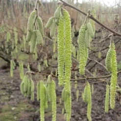 Cobnut - Corylus Avellana Cosford Cob -Future Forests Hazel Cosford Cob 04