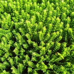 Hebe Buxifolia Nana -Future Forests Hebe Buxifolia 03