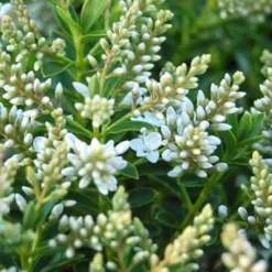 Hebe Buxifolia Nana -Future Forests Hebe Buxifolia 04