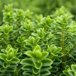 Hebe Buxifolia Nana -Future Forests Hebe Buxifolia 05