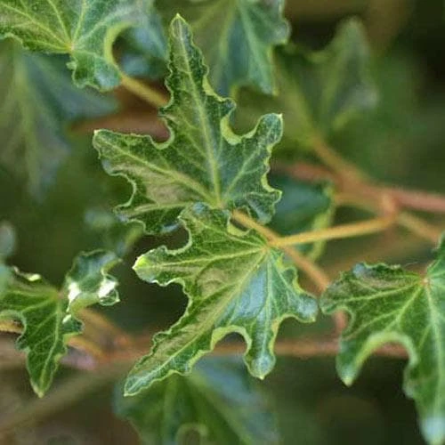 Hedera Helix Ivalace 3 Hedera Helix Ivalace - Image 3