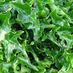 Hedera Helix Ivalace 10 Hedera Helix Ivalace -Future Forests Hedera helix Ivalace 05