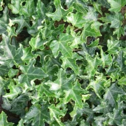 Hedera Helix Ivalace 11 Hedera Helix Ivalace -Future Forests Hedera helix Ivalace 06