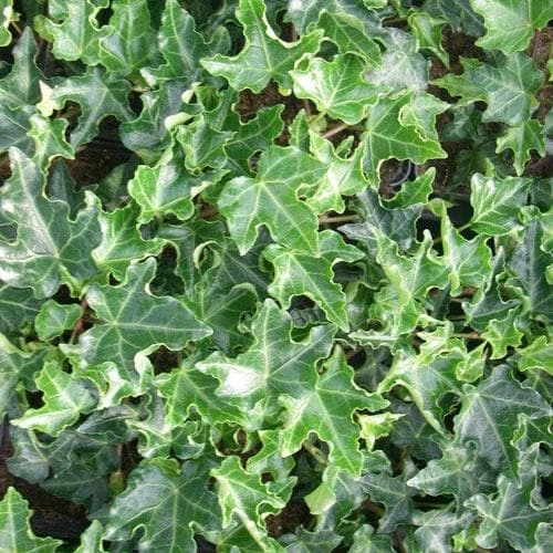 Hedera Helix Ivalace 6 Hedera Helix Ivalace - Image 6
