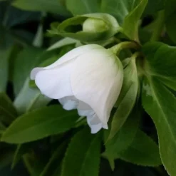 Helleborus X Hybridus Double Anna White 3 Helleborus X Hybridus Double Anna White -Future Forests HelleboreDoubleAnnaWhiteFF