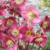 Helleborus X Hybridus Pretty Anna Pink