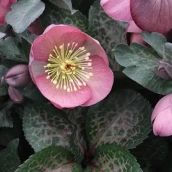 Helleborus X Hybridus Pretty Anna Pink -Future Forests Helleborus Pretty Anna Pink 02