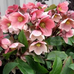 Helleborus X Hybridus Pretty Anna Pink -Future Forests Helleborus Pretty Anna Pink 03