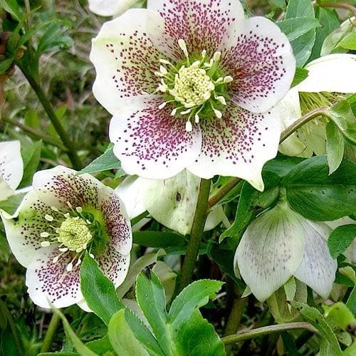 Helleborus X Hybridus Pretty Anna Spotted 1 Helleborus X Hybridus Pretty Anna Spotted