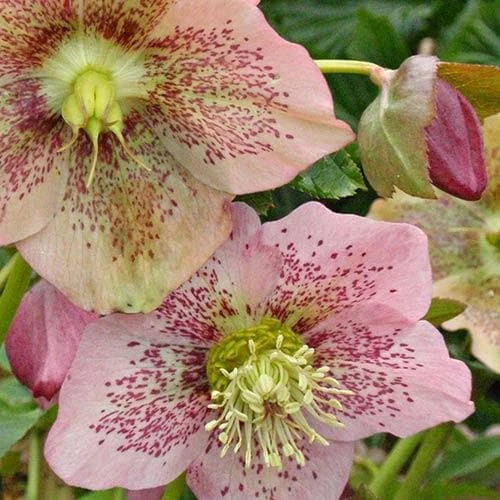 Helleborus X Hybridus Pretty Anna Spotted 3 Helleborus X Hybridus Pretty Anna Spotted - Image 3