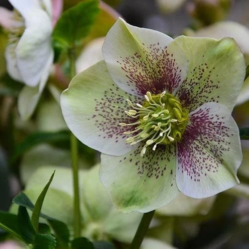 Helleborus X Hybridus Pretty Anna Spotted 4 Helleborus X Hybridus Pretty Anna Spotted - Image 4