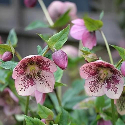 Helleborus X Hybridus Pretty Anna Spotted 2 Helleborus X Hybridus Pretty Anna Spotted - Image 2