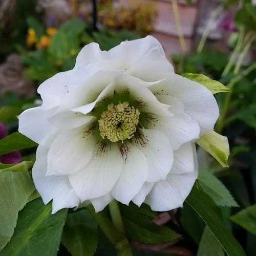 Helleborus X Hybridus Double Anna White 1 Helleborus X Hybridus Double Anna White
