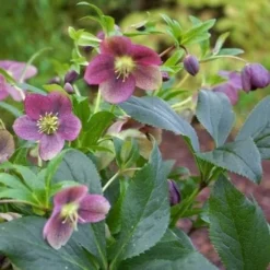 Helleborus Orientalis Viv® Victoria