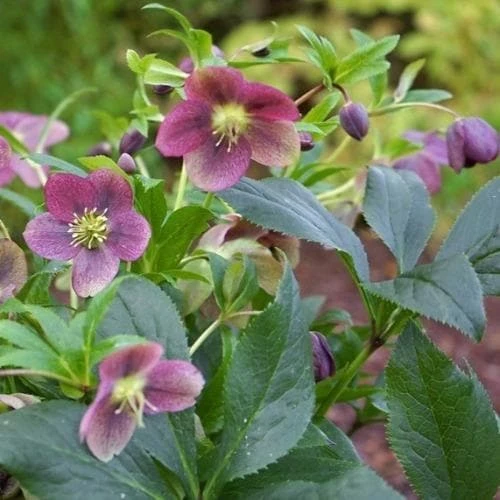 Helleborus Orientalis Viv® Victoria 1 Helleborus Orientalis Viv® Victoria