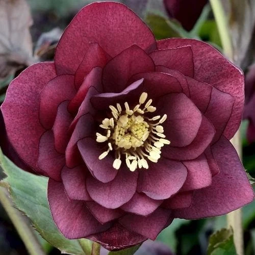 Helleborus X Hybridus Double Anna Red 1 Helleborus X Hybridus Double Anna Red