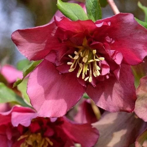 Helleborus X Hybridus Double Anna Red 3 Helleborus X Hybridus Double Anna Red - Image 3