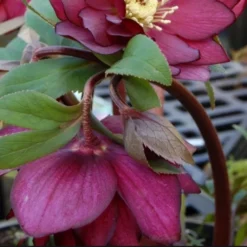 Helleborus X Hybridus Double Anna Red 7 Helleborus X Hybridus Double Anna Red -Future Forests Helleborus Double Red 01