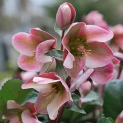 Helleborus X Ericsmithii Angel Glow -Future Forests HellebrousAngelGlow