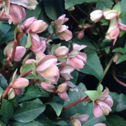 Helleborus X Ericsmithii Angel Glow -Future Forests HellebrousAngelGlow3