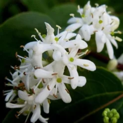 Heptacodium Miconioides