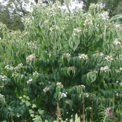 Heptacodium Miconioides -Future Forests Heptacodium miconioides 02