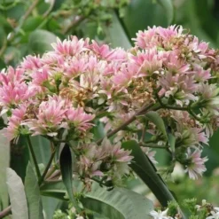 Heptacodium Miconioides -Future Forests Heptacodium miconioides 03