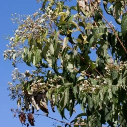 Heptacodium Miconioides -Future Forests Heptacodium miconioides 06
