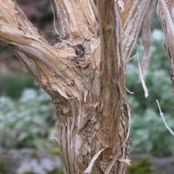 Heptacodium Miconioides -Future Forests Heptacodium miconioides 07