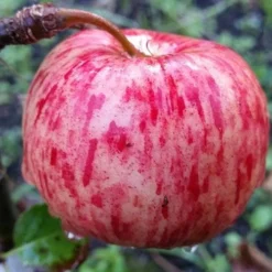 Apple Herefordshire Redstreak
