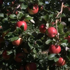 Apple Honeycrisp -Future Forests Honeycrisp04