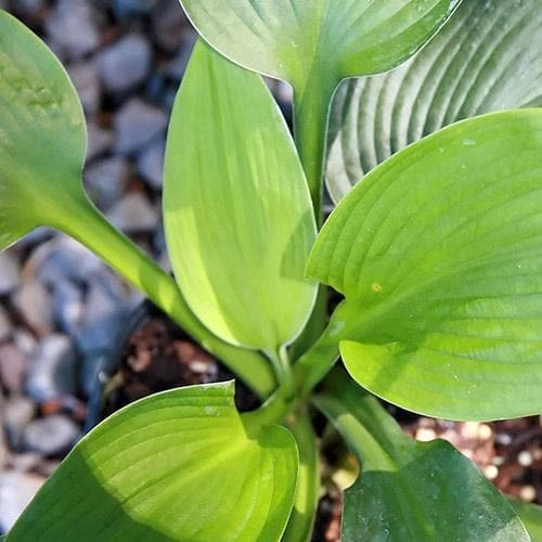 Hosta Blue Angel 2 Hosta Blue Angel - Image 2