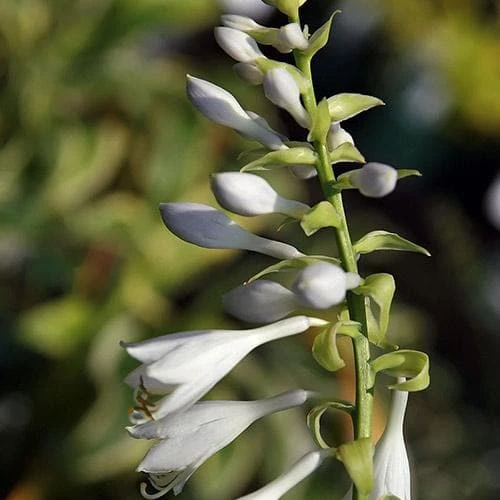 Hosta Blue Angel 3 Hosta Blue Angel - Image 3