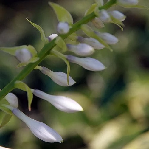 Hosta Blue Angel 4 Hosta Blue Angel - Image 4