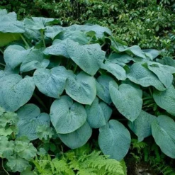 Hosta Blue Angel 11 Hosta Blue Angel -Future Forests Hosta Blue Angel 06