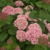 Hydrangea Arborescens Pink Annabelle