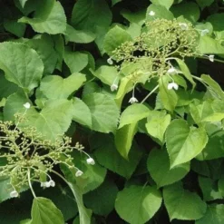 Hydrangea Anomala Brookside Littleleaf -Future Forests Hydrangea anomala Brookside Little Leaf 04