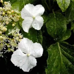 Hydrangea Anomala Brookside Littleleaf -Future Forests Hydrangea anomala Brookside Little Leaf 05