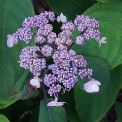 Hydrangea Aspera Anthony Bullivant 7 Hydrangea Aspera Anthony Bullivant -Future Forests Hydrangea aspera Anthony Bullivant 04