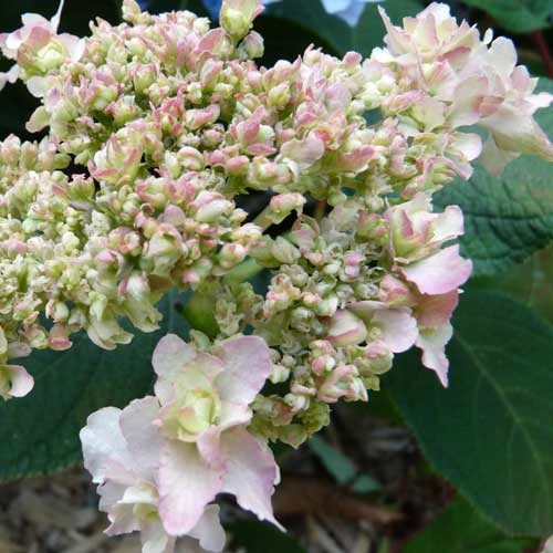 Hydrangea Involucrata Yokudanka 1 Hydrangea Involucrata Yokudanka
