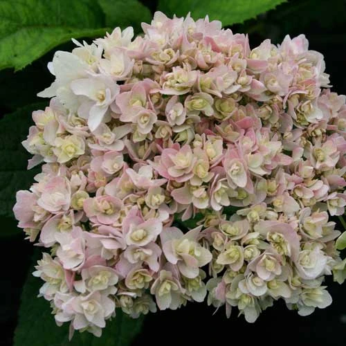 Hydrangea Involucrata Yokudanka 2 Hydrangea Involucrata Yokudanka - Image 2