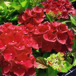 Hydrangea Macrophylla Red Baron -Future Forests Hydrangea mac. Red Baron 03