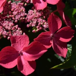 Hydrangea Macrophylla Selina 6 Hydrangea Macrophylla Selina -Future Forests Hydrangea mac. Selina 02
