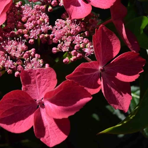 Hydrangea Macrophylla Selina 3 Hydrangea Macrophylla Selina - Image 3
