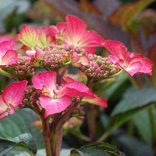 Hydrangea Macrophylla Selina 4 Hydrangea Macrophylla Selina - Image 4