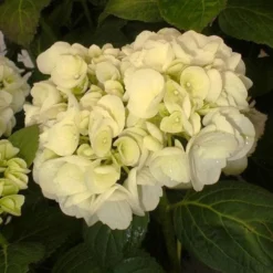 Hydrangea Macrophylla Shakira® -Future Forests Hydrangea macrophylla Shakira 03