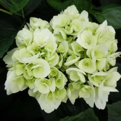 Hydrangea Macrophylla Shakira® -Future Forests Hydrangea macrophylla Shakira 04