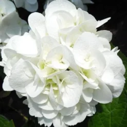 Hydrangea Macrophylla Shakira® -Future Forests Hydrangea macrophylla Shakira 06