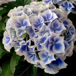 Hydrangea Macrophylla Tivoli -Future Forests Hydrangea macrophylla Tivoli 04