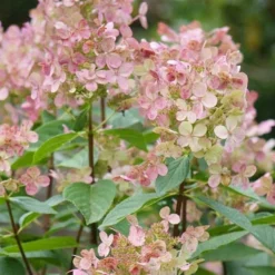 Hydrangea Paniculata Early Sensation -Future Forests Hydrangea pan. Early Sensation 04